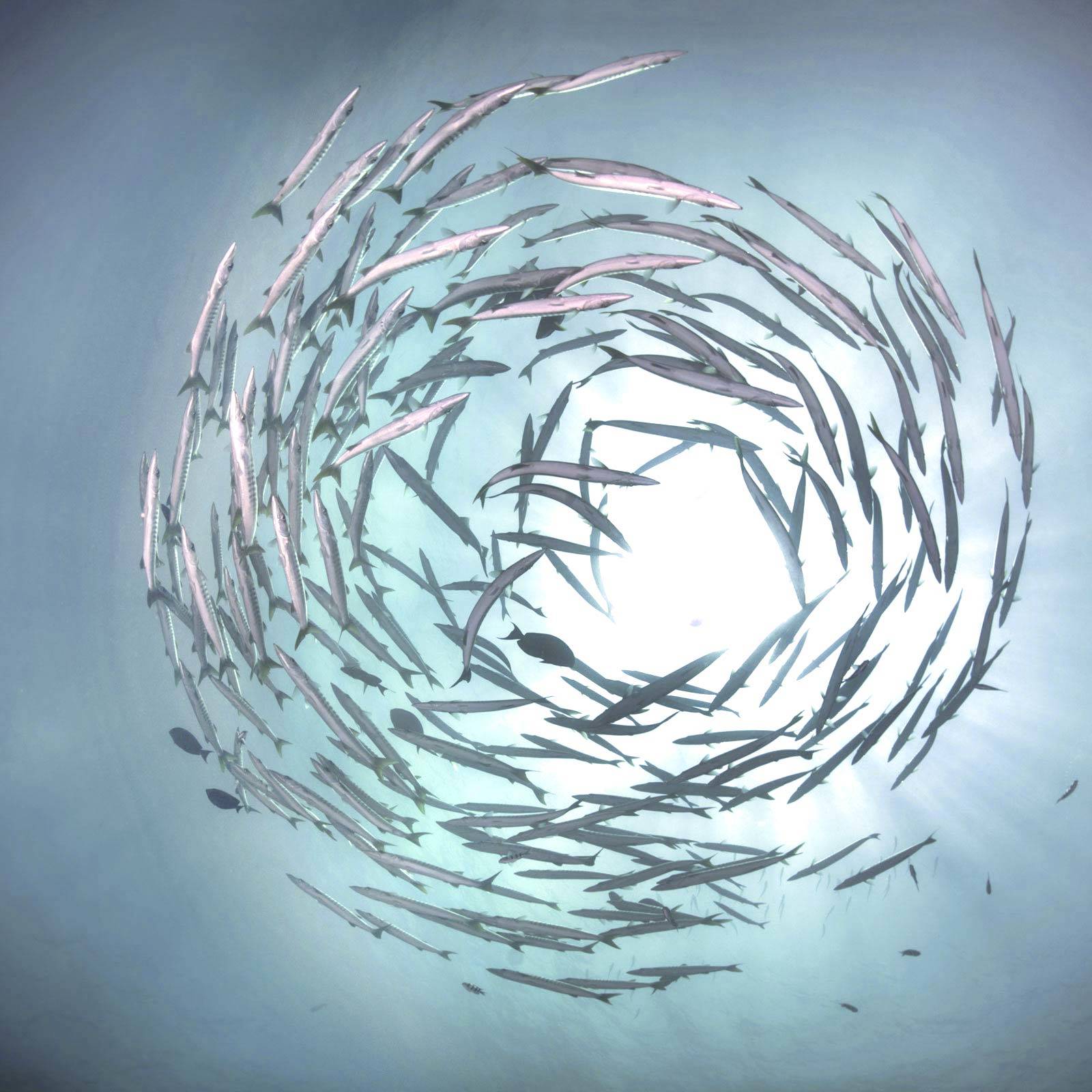 Whale Image