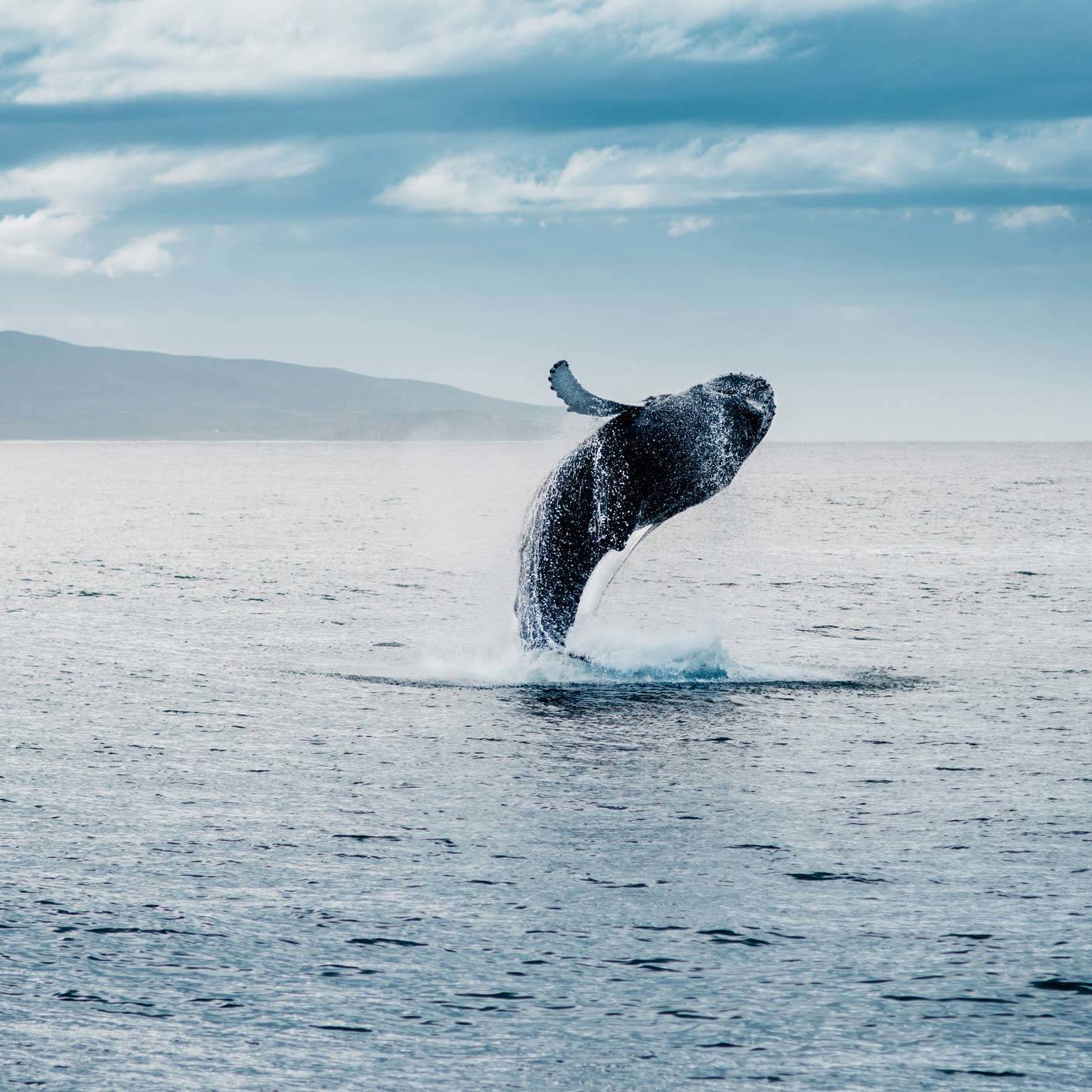 Whale Image